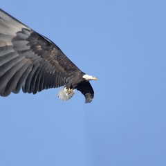 July 4th American bold eagle in the sky