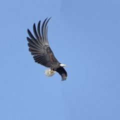 Fototapeta na wymiar July 4th American bold eagle in the sky