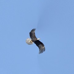 July 4th American bold eagle in the sky