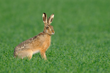 European brown hare in summer, Germany, Europe © Ana Gram