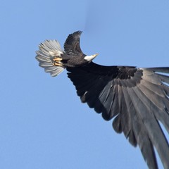 July 4th American bold eagle in the sky