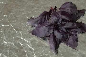 A bunch of purple leaves of lilac basil on a gray silver background
