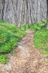 Spring landscape with forest footpath and white wild flowers wood anemone