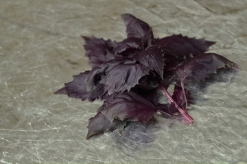 A bunch of purple leaves of lilac basil on a gray silver background