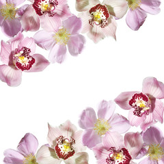 Beautiful floral background of rosehips and orchids. Isolated 