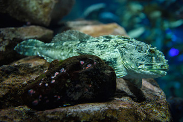 Bony Cabezon scaleless fish of the North American Pacific ocean coast on a rock in a kelp forest
