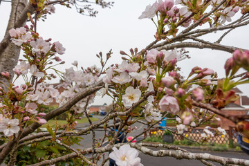 Close up view of pink cherry blossom on a tree in spring.