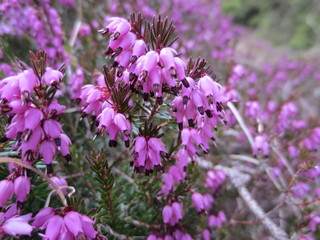 Erika Pflanze im Wald im Schatten