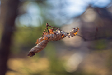 Single dried leaf on a branch