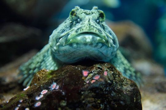 Head on view of froglike Cabezon scaleless fish resting on rock with anemomes of the North American Pacific ocean coast in a kelp forest