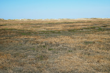 salt marsh and sand dunes at german north sea coast in Sankt Peter-Ording - nature background with copy space