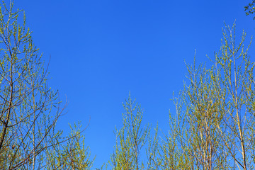 Branches of trees with young leaves against blue sky in the spring afternoon.