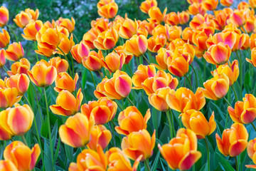 Colorful orange coral pink tulips fresh flowers at a blurry soft focus background close up bokeh