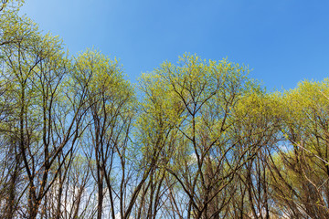 Branches of willow trees with young leaves against blue sky in the spring afternoon.