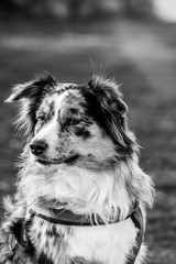 Australian Shepherd
