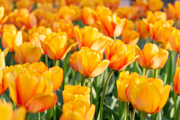 Colorful orange coral pink tulips fresh flowers at a blurry soft focus background close up bokeh
