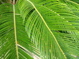 Palm Leaves Green Backdrop. Closeup Palm Tree Background for Vacation and Travel Design
