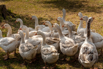 Ducks scampering in the porch