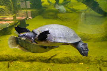Obraz premium Flying River Turtle or Pig-nosed turtle (Carettochelys insculpta) swimming around the tank