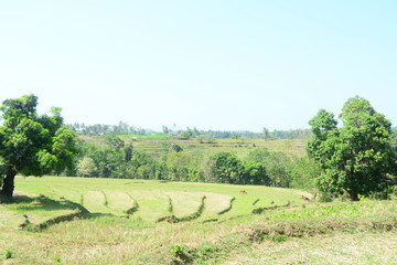 Fototapeta na wymiar expanse of terraced rice fields
