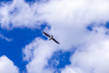 Seagull flying against blue sky and white clouds