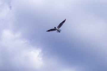 Fototapeta na wymiar Seagull flying against blue sky and white clouds