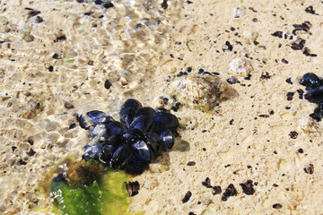 Wild mussels shell live in Adriatic Sea. Natur background stone and shells.