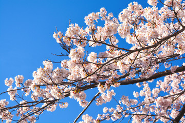 Sakura or cherry blossom in spring time on background of blue sky