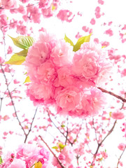 Softly Pink flower in spring season with nature background