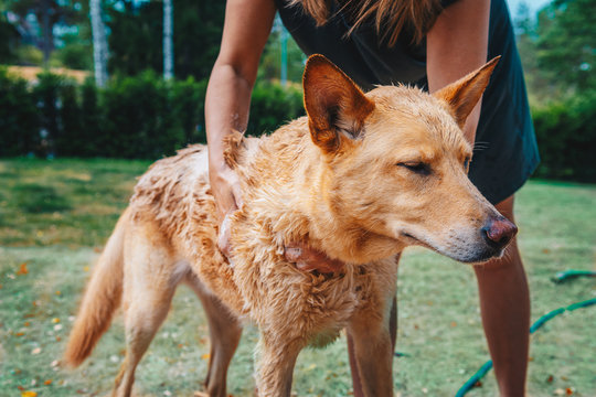 dog read to take bath