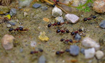 Ants close up working on their natural environment. Macro photo of ants group. Stones soil and small plants.