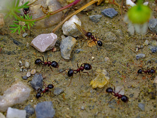 Ants close up working on their natural environment. Macro photo of ants group. Stones soil and small plants.
