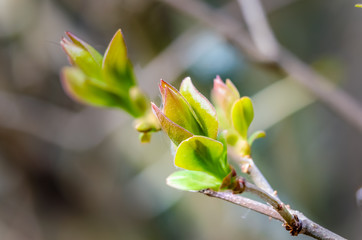 Fresh spring lilac tree leaf buds with the background out of focus