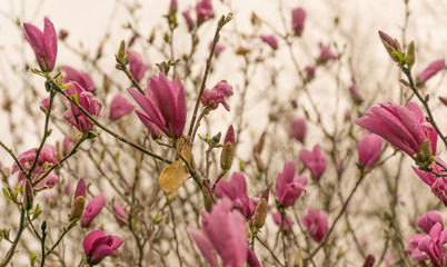 Fototapety  pink flowers