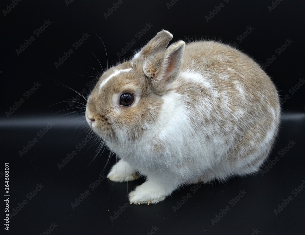 Wall mural Small Domestic Rabbit Isolated - Wall murals