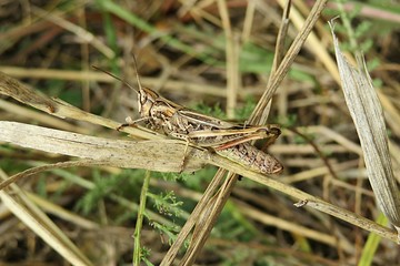 Brown grasshopper on grass in autumn garden, closeup 