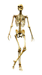 3D Rendering Human Skeleton on White