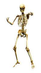 3D Rendering Human Skeleton on White