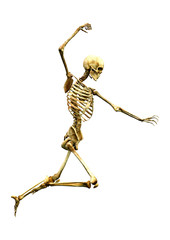 3D Rendering Human Skeleton on White