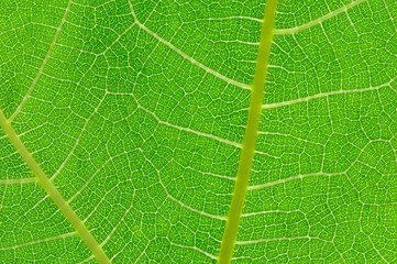 Close up of fig leaf, Light shining through green fig leaf