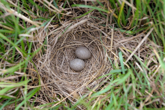 Nest of a skylark (Alauda arvensis), Germany, Europe