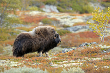 Muskox, Bull, Dovrefjell National Park, Norway, Europe