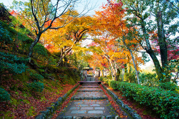 The beautiful nature Autumn background in Japan in day time.