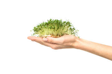 Naklejka na ściany i meble Grass in the hands. microgreen. green sprouts in the palms.
