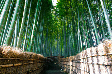 Arashiyama bamboo grove forest in Kyoto, Japan during summer.