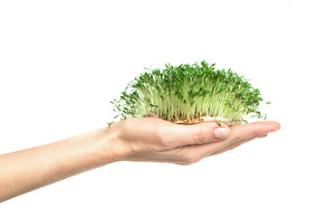 Naklejka na ściany i meble Grass in the hands. microgreen. green sprouts in the palms.