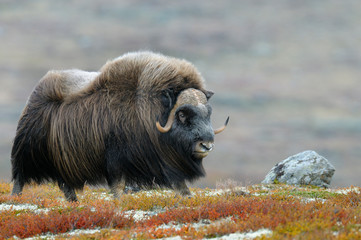 Muskox, Bull, Dovrefjell National Park, Norway, Europe