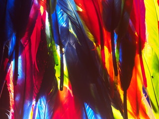 Red, green, yellow, blue feathers. Background photo.