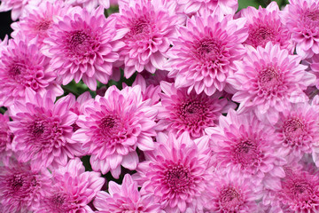 Beautiful pink chrysanthemum background