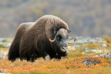Muskox (Ovibos moschatus), Bull, Dovrefjell National Park, Norway, Europe